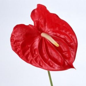 Anthurium