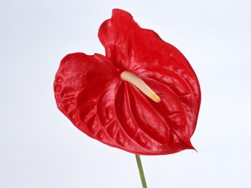 Anthurium