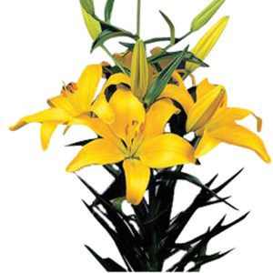 Asiatic Lily