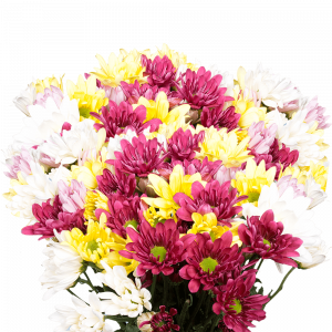 Chrysanthemums