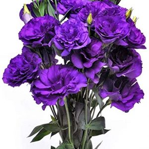 Eustoma