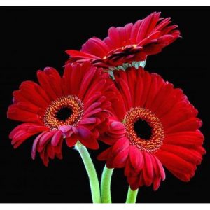 Gerbera