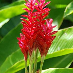 Ginger Lily