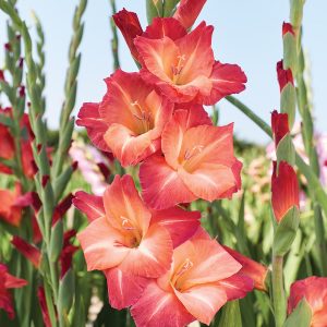 Gladiolus