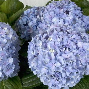 Hydrangea