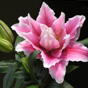 Oriental Lily