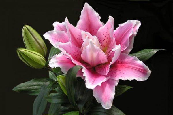 Oriental Lily