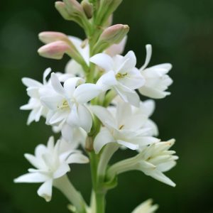 Tuberose