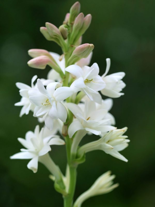 Tuberose